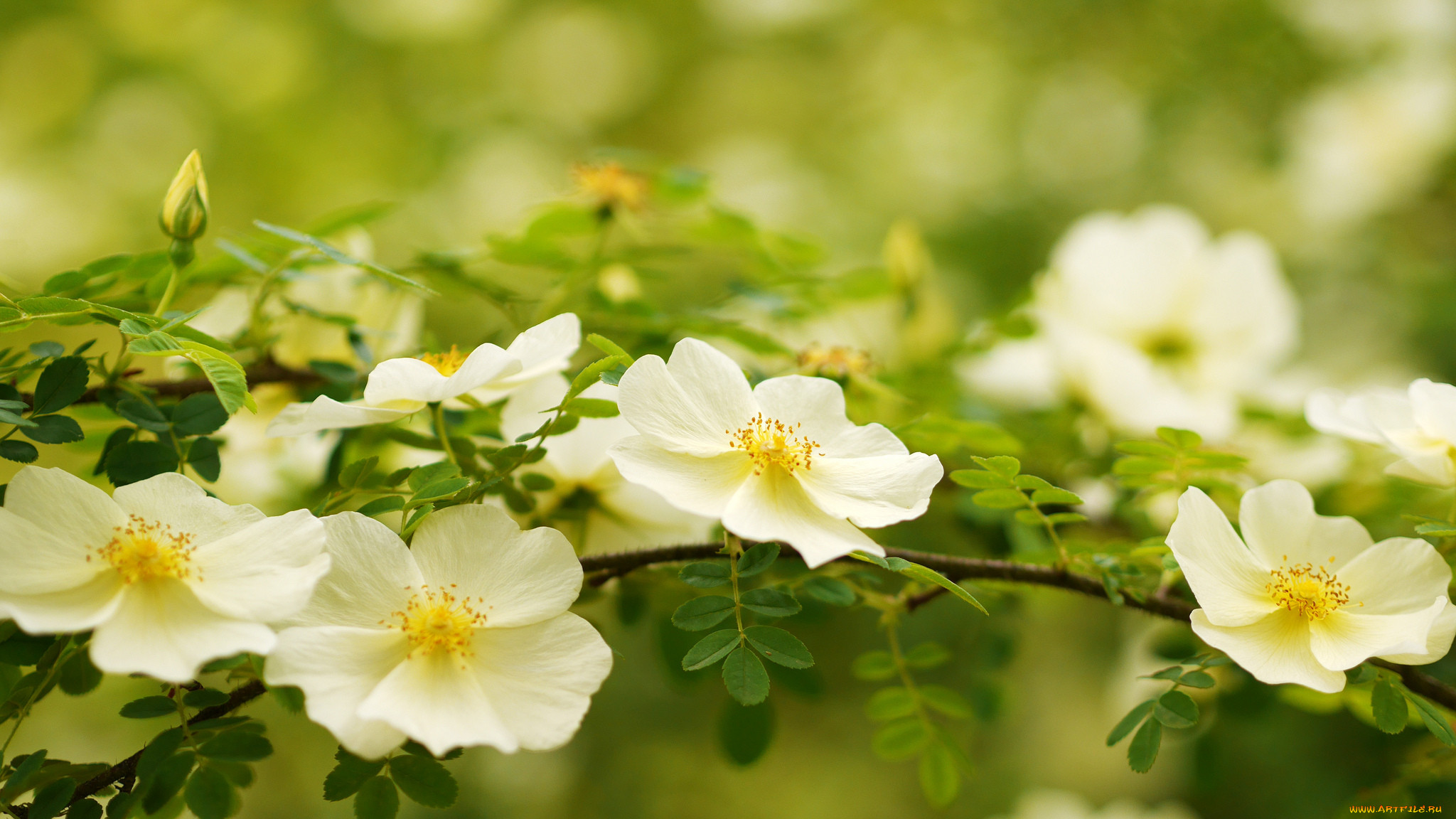 , , , , , , , rose, bud, petals, leaves, blossoms